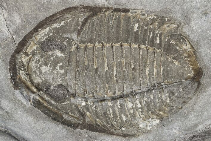 Rare, Decoroproetus Trilobite From Rochester Shale - New York #186064